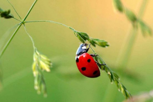 Činjenice o ladybugs Činjenice o ladybugs